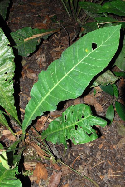 文件:Anthcaucavallense 04.jpg