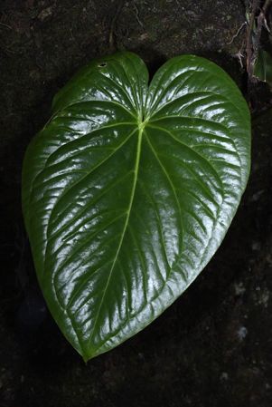 Pictured in Oaxaca, Mexico Image Copyright © 2020 by Fred Muller