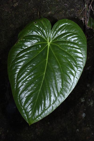 文件:AnthcerropelonenseFM 06.jpg