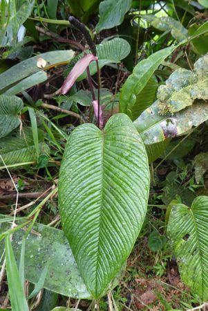 Pictured in La Planada Reserve, Narino, Colombia Image Copyright © 2018 by Bruce Dunstan