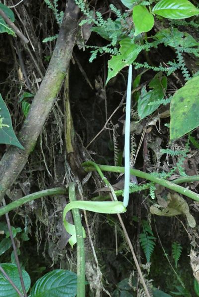 文件:AnthpulverulentumBD 04.jpg