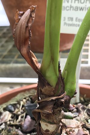 Croat 93460 from Cotopaxi, Ecuador Pictured at the Jardin Botanique du Montet (Nancy, France) Image Copyright © 2020 by David Scherberich
