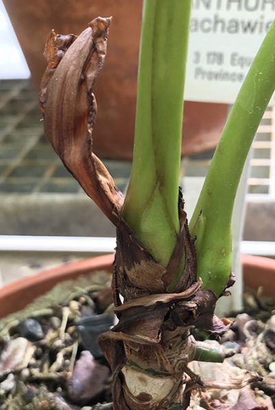 文件:AnthsachawienseCroat93460 03.jpg