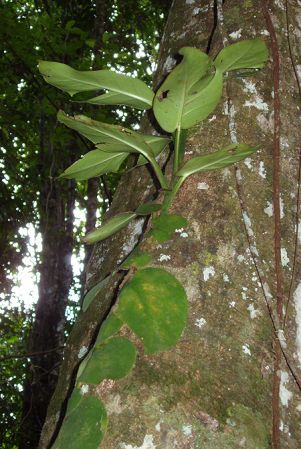 Intermediate form, pictured in Saul, French Guiana Image Copyright © 2006 by Josiane Guiard