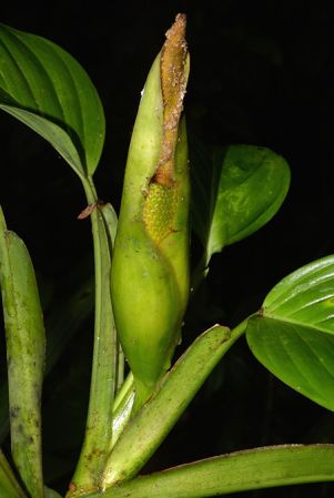 Croat 105554 pictured near Shell (Pastaza, Equador) Image Copyright © 2015 by David Scherberich