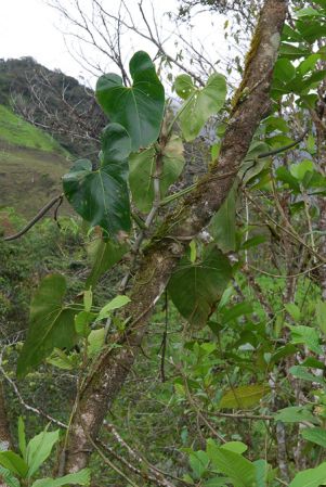 Pictured in Carchi, Ecuador Image Copyright © 2013 by David Scherberich