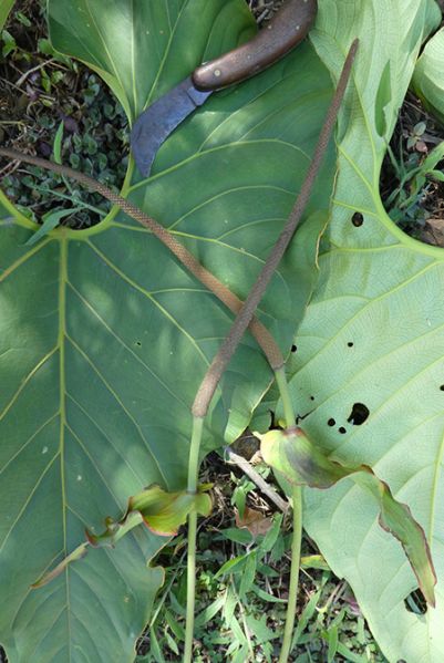 文件:AnthsalgarenseBD2019 02.jpg