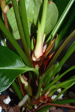 From Canar/Ecuador, pictured in Royal Botanic Gardens, Kew Image Copyright © 2015 by David Scherberich