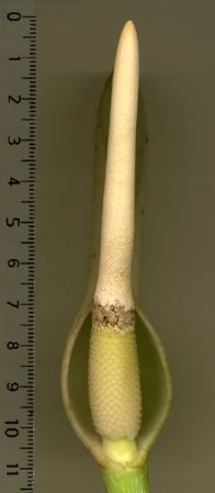 From Ecuador, pictured at the Jardin Botanique de Lyon (France) Image Copyright © 2006 by David Scherberich