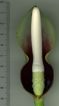 Pictured at the Jardin Botanique de Lyon (France) Image Copyright © 2009 by David Scherberich