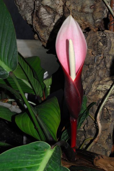 文件:Philogeniculatum 06.jpg