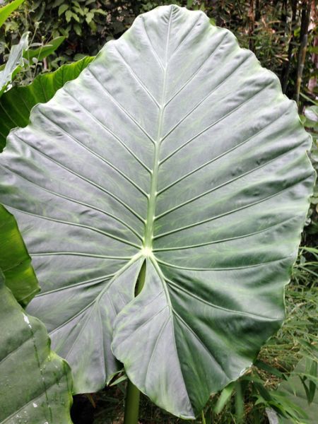文件:Alocodora 04.jpg