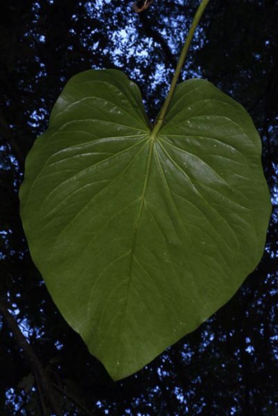 文件:AnthcerropelonenseFM 07.jpg