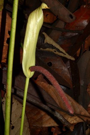Croat 105551 pictured near Shell (Pastaza, Ecuador) Image Copyright © 2015 by David Scherberich