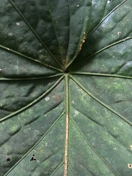 文件:AnthkunayalenseFM 01.jpg