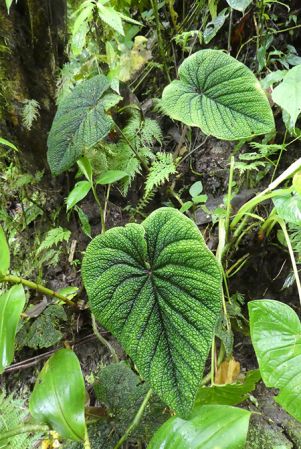 Pictured in Nutibara, Antioquia, Colombia Image Copyright © 2019 by Bruce Dunstan