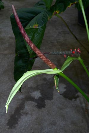 Pictured in Royal Botanic Gardens, Kew Image Copyright © 2015 by David Scherberich