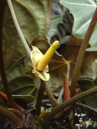 Pictured at the Jardin Botanique du Montet (Nancy, France) Image Copyright © 2003 by David Scherberich