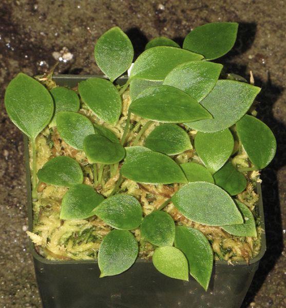 文件:AnthgustaviiDH 06.jpg