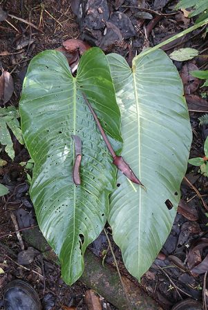 Pictured in Cerro Mariposa, Santa Fe, Panama Image Copyright © 2016 by Bruce Dunstan