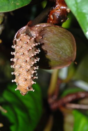 Pictured at the Palmengarten (Frankfurt, Germany) Image Copyright © 2010 by David Scherberich
