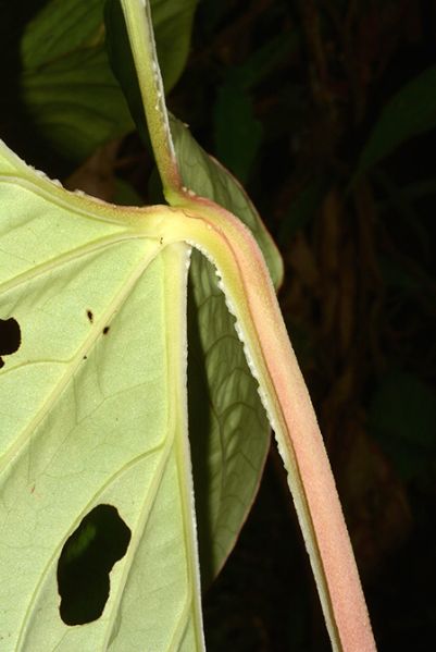 文件:AnthsagittatumCroat105641 02.jpg