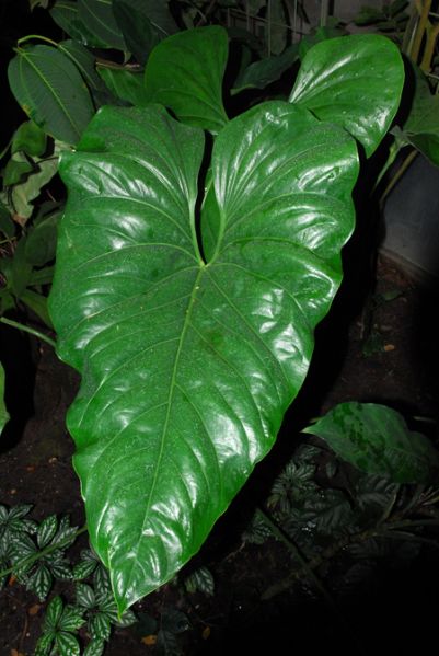 文件:AnthwatermalienseMB 01.jpg