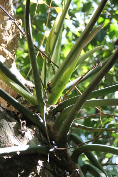 文件:Philoauriculatum 06.jpg