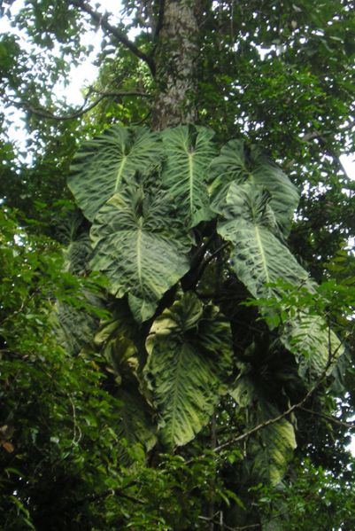 文件:PhilogigasBD 01.jpg