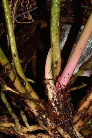 Croat 105917 pictured in Yasuni National Park (Orellana, Ecuador) Image Copyright © 2015 by David Scherberich