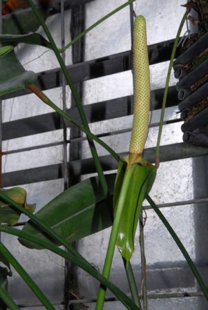 From Panama, pictured in the Botanischer Garten der Universität Heidelberg (Germany) Image Copyright © 2013 by David Scherberich