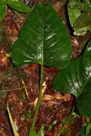 Croat 105537 pictured along Rio Piatua, Napo/Ecuador Image Copyright © 2015 by David Scherberich