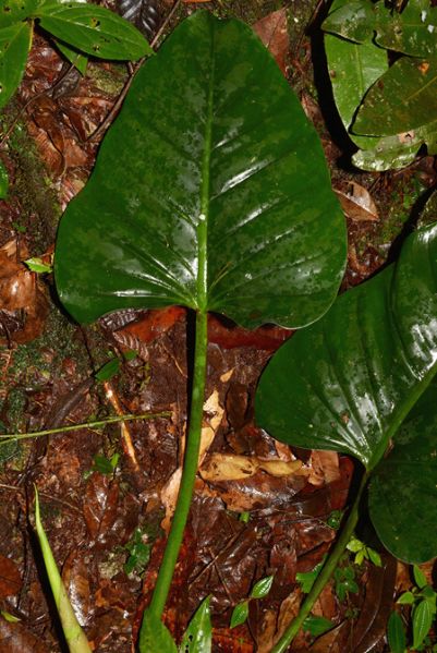 文件:Philoattenuatum 05.jpg