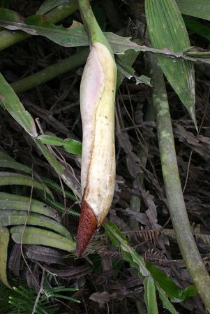 Pictured in Ecuador Image Copyright © 2008 by Josiane Guiard