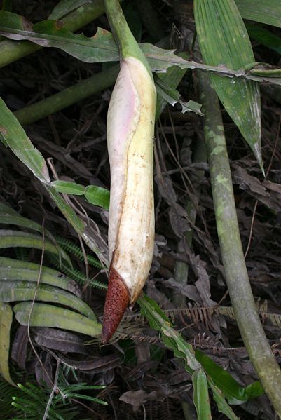 文件:Philomegalophyllum 11.jpg