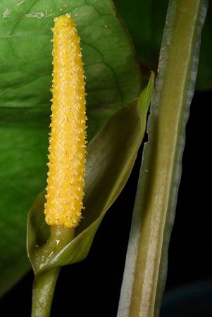 Pictured in Panama Image Copyright © 2019 by Fred Muller