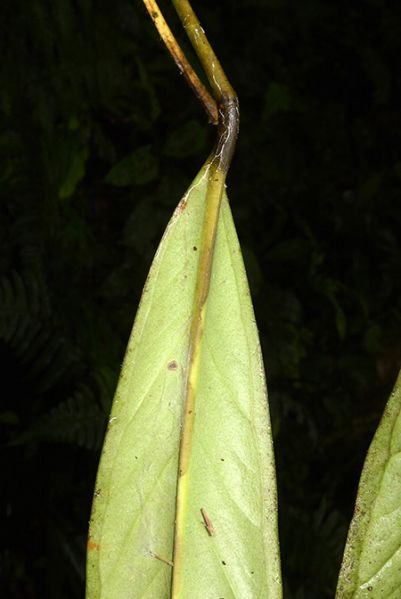 文件:AnthcolletianumCroat 01.jpg