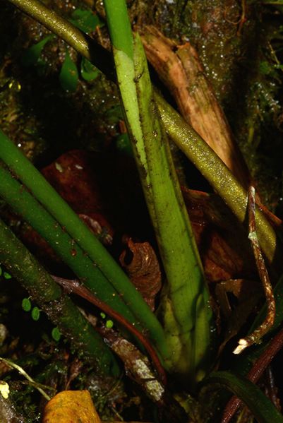 文件:AnthmicheliiCroat 14.jpg