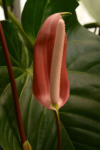 文件:Anthobtusilobum 07.jpg