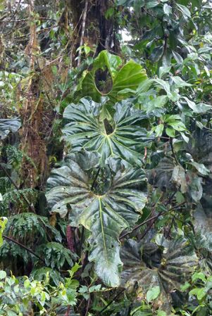 Pictured in La Planada Reserve, Narino, Colombia Image Copyright © 2018 by Bruce Dunstan
