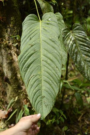 Pictured in Chiriquí, Panama Image Copyright © 2014 by Fred Muller