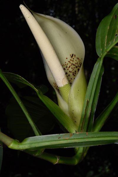 文件:PhiloaurantiifoliumFM 01.jpg