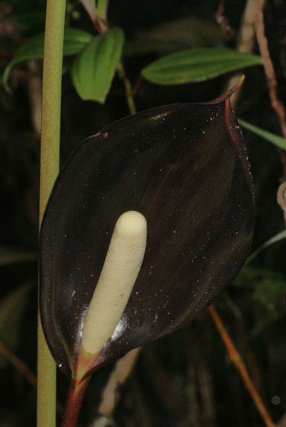 文件:AnthatramentariumBD 08.jpg