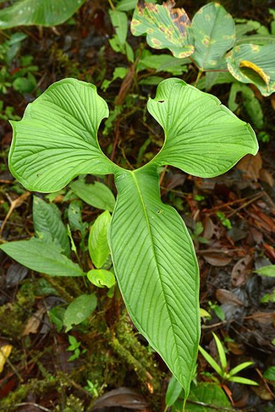 文件:Anthdraconopterum 01.jpg