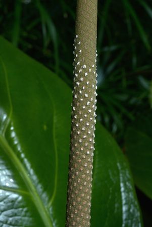 Bleher 150, pictured in Royal Botanic Gardens, Kew Image Copyright © 2015 by David Scherberich