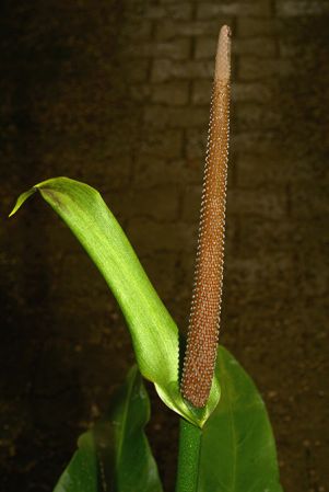 Pictured in the Botanischer Garten München (Germany) Image Copyright © 2016 by David Scherberich