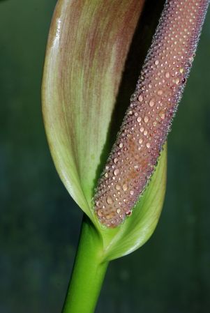 Pictured at the Jardin Botanique de Lyon (France) Image Copyright © 2010 by David Scherberich