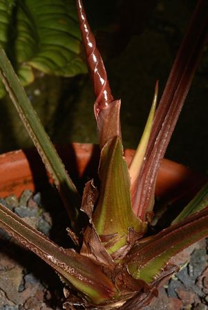 Pictured in the Botanischer Garten München (Germany) Image Copyright © 2016 by David Scherberich