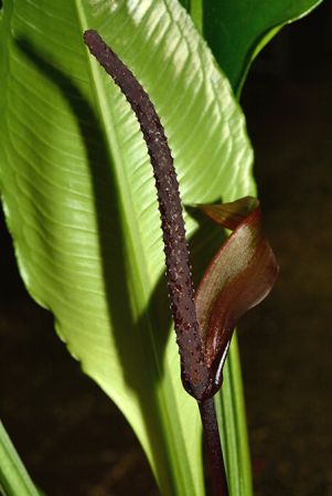Pictured in the Botanischer Garten München (Germany) Image Copyright © 2016 by David Scherberich