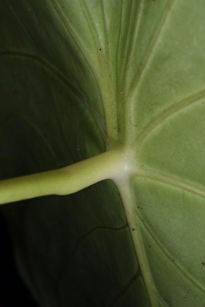 文件:AnthpeltatumFMPER 08.jpg